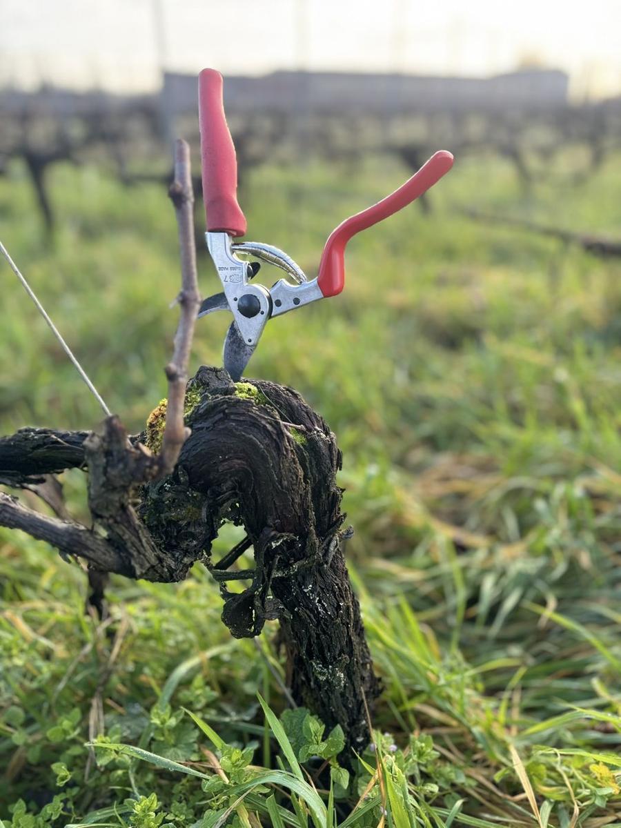 Sécateur planté dans un vieux cep de vigne moussu, herbe haute et mouillée autour