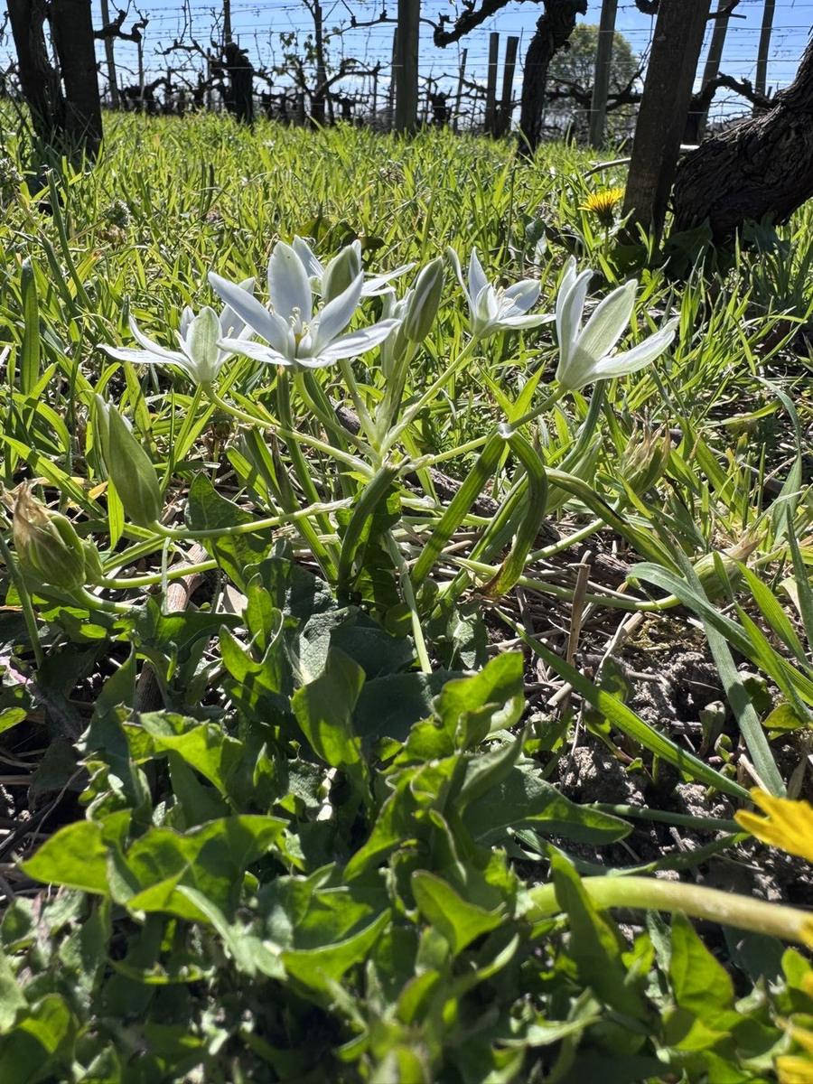 Fleurs blanches en étoile d'ornithogale dans l'herbe entre les ceps