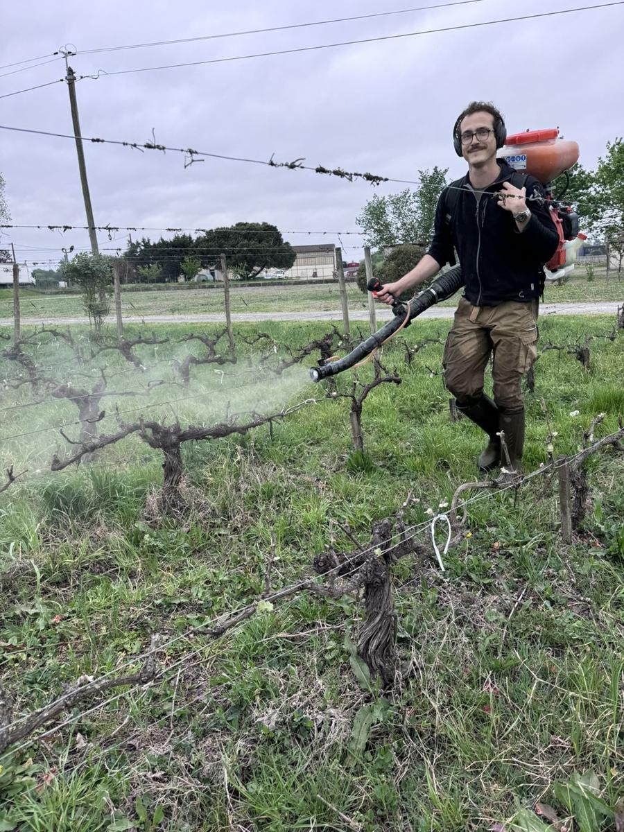 Traitement à l'atomiseur à dos dans les vignes au tout début du printemps