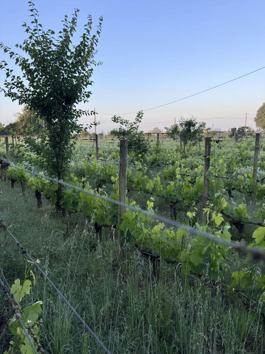 Rangs de vigne en pleine pousse au petit matin, un jeune arbre au milieu des ceps