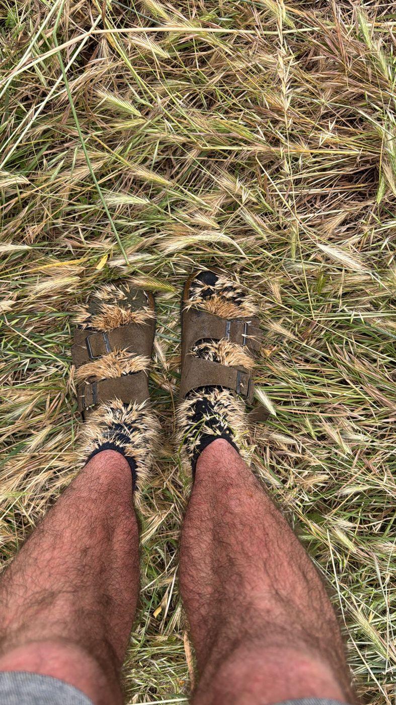 Sandales et chaussettes couvertes d'épillets secs dans l'herbe haute