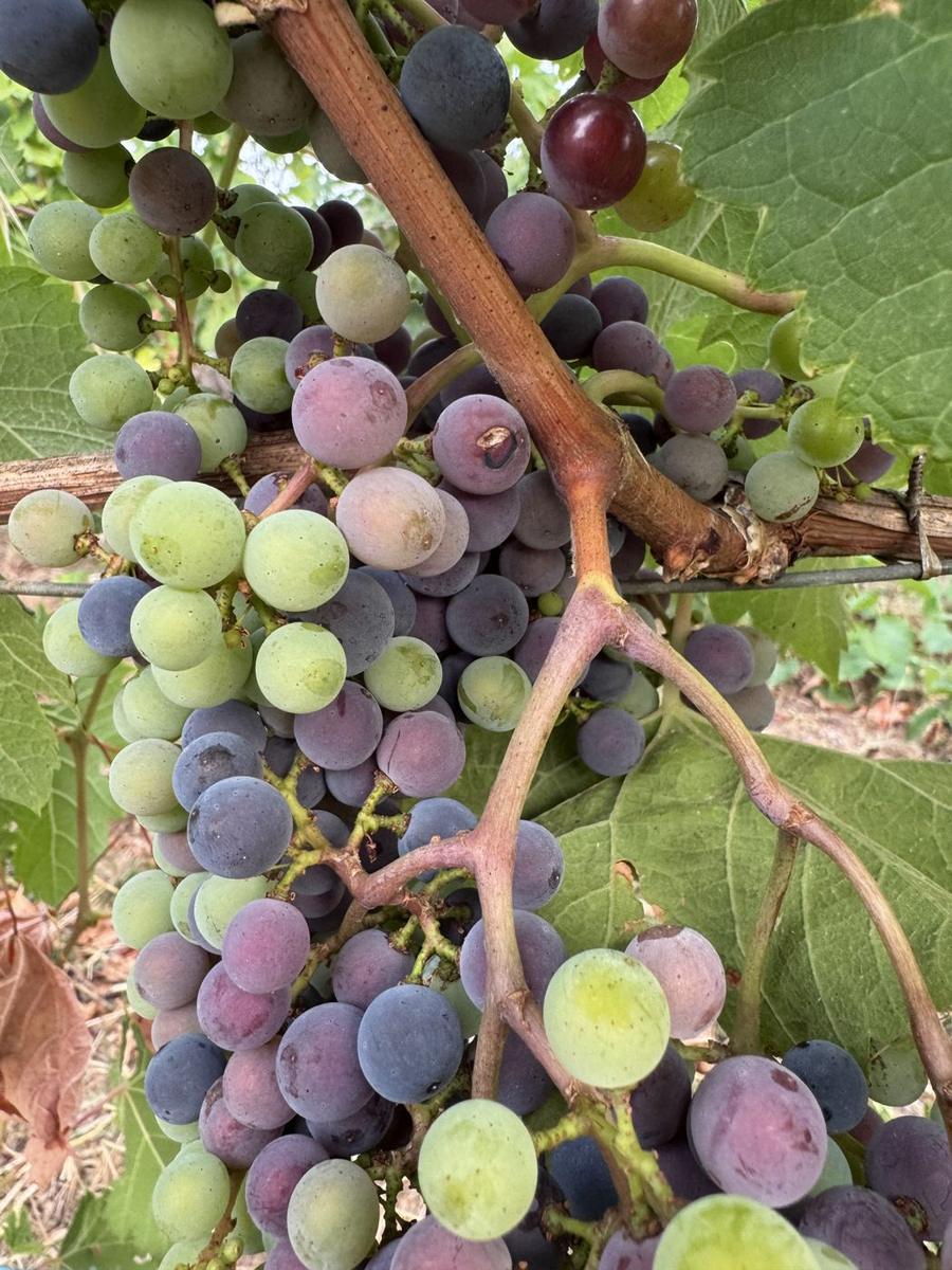 Grappe de merlot en pleine véraison, grains verts, roses et noirs mêlés